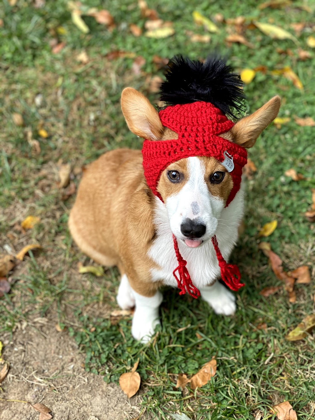 Gorro de cachorro