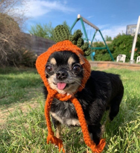 Bonnet pour chiot en forme de citrouille