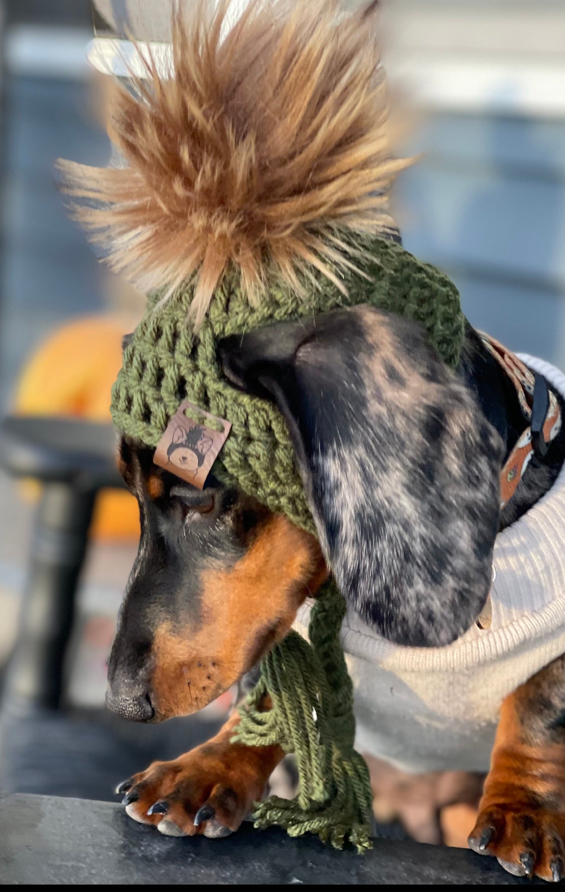 Bonnet pour chiot