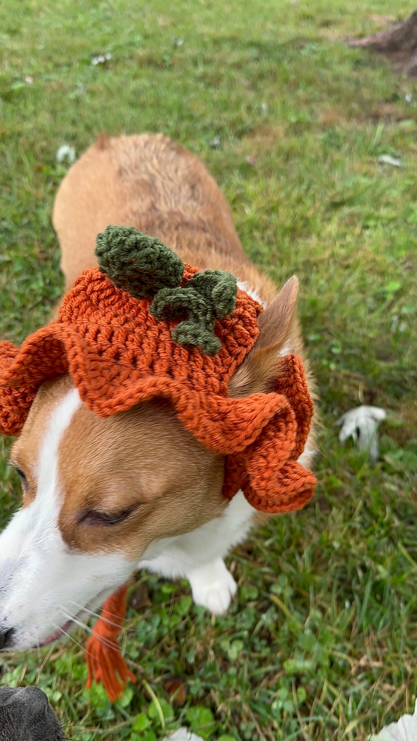 Pumpkin Bucket Beanie