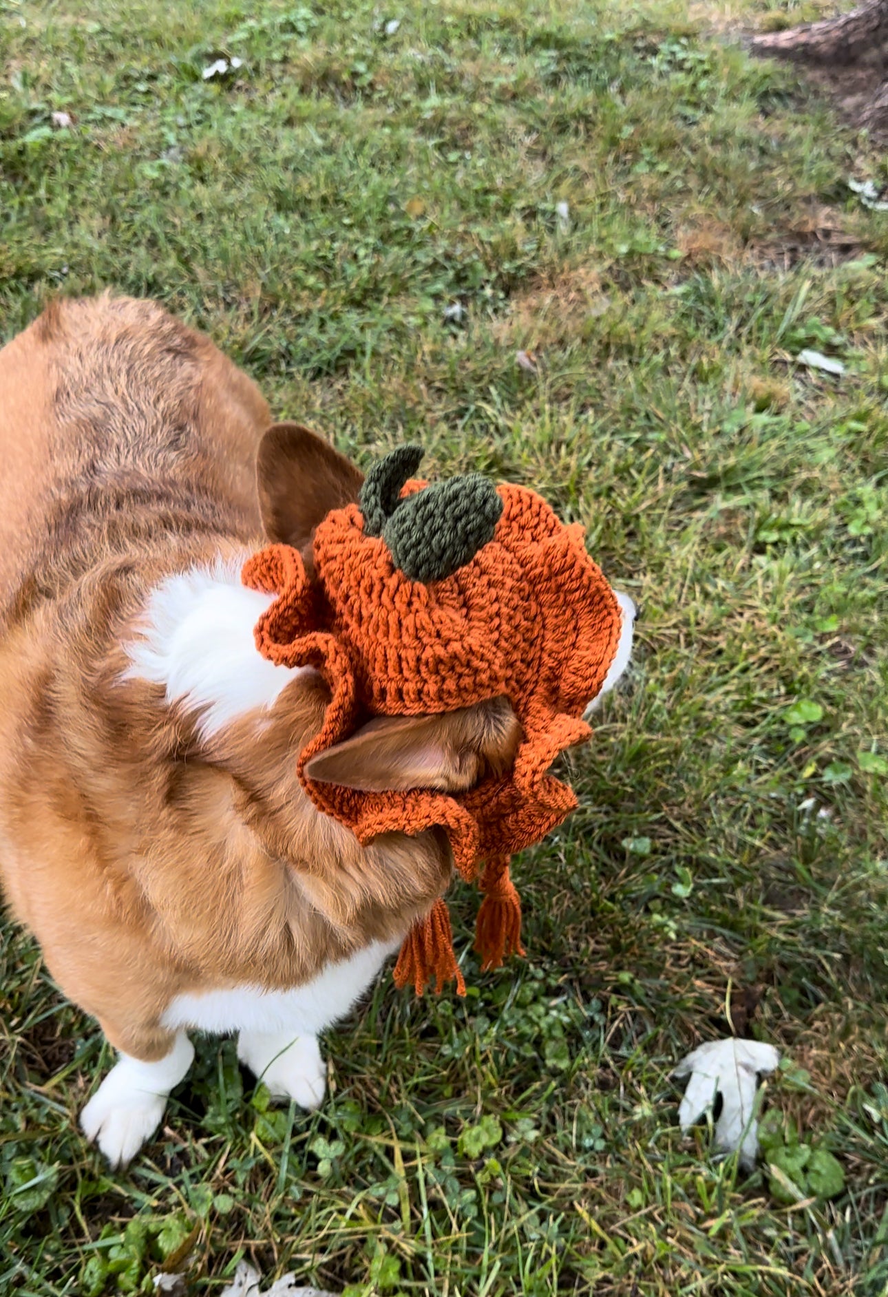 Pumpkin Bucket Beanie