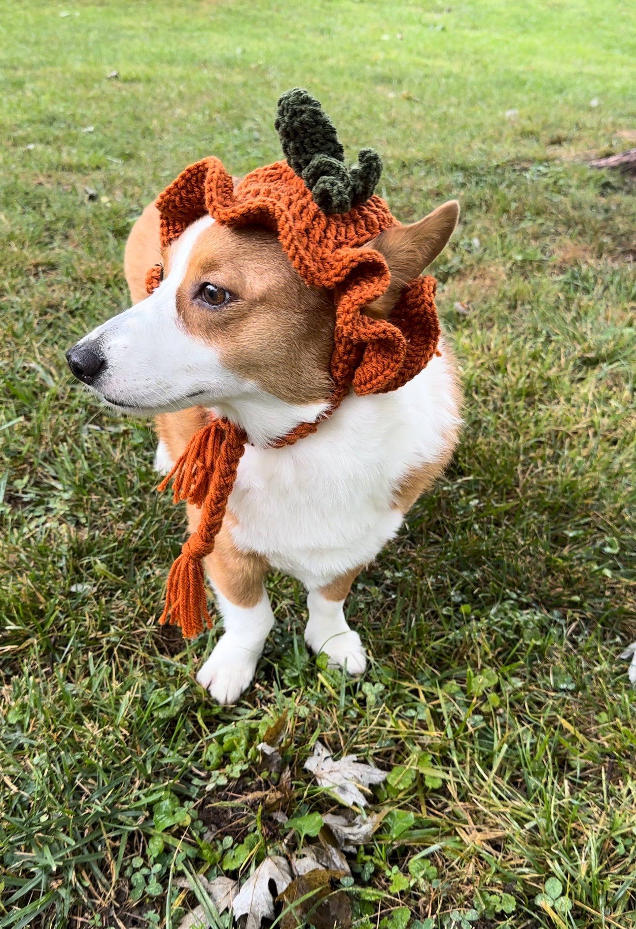 Pumpkin Bucket Beanie