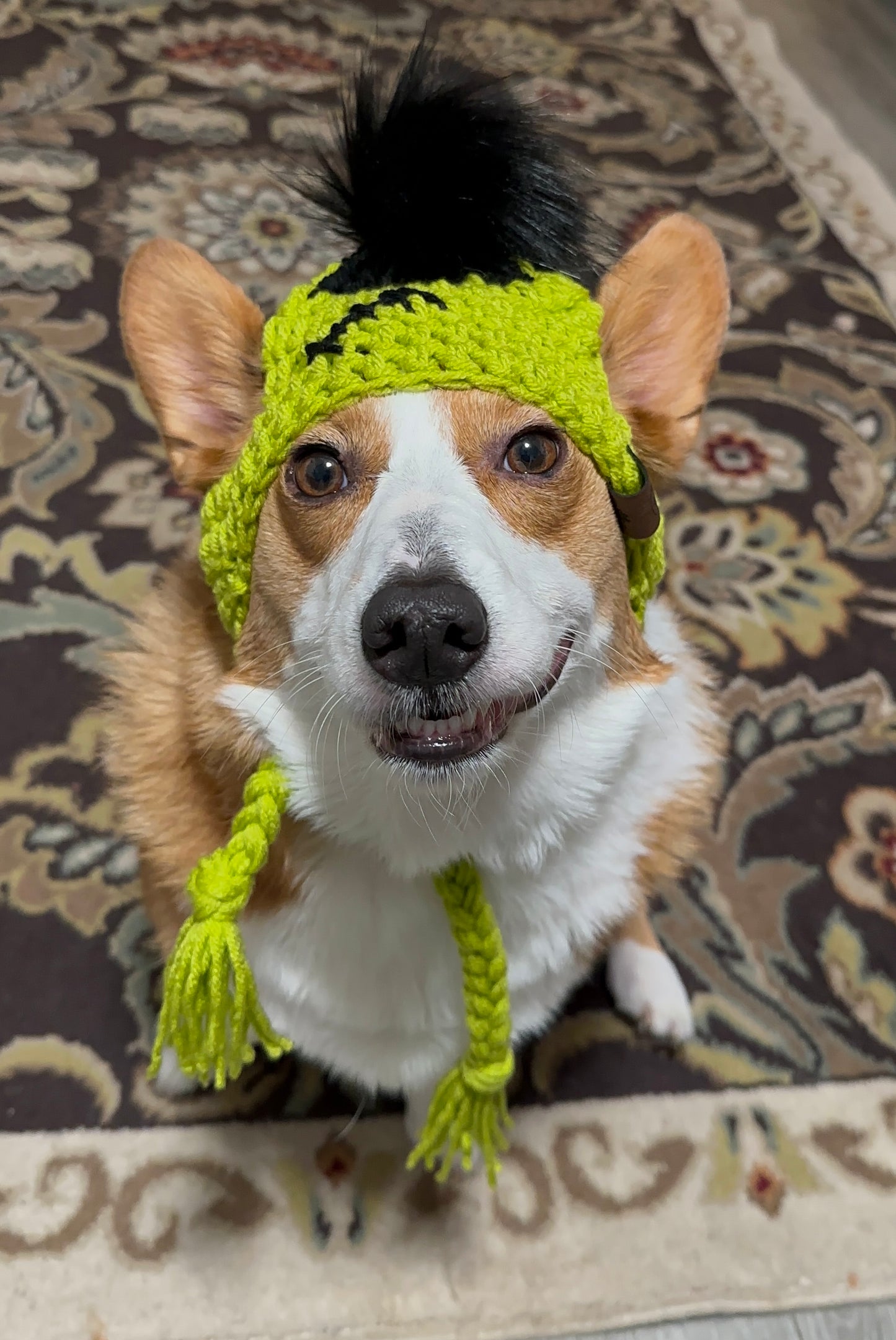 Bonnet Frankenpup